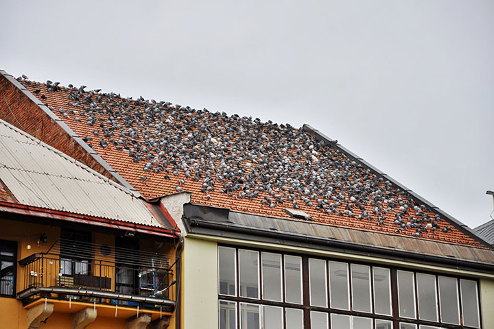 A2B Pest Control are able to install spikes to deter birds from roofs in Golders Green. 