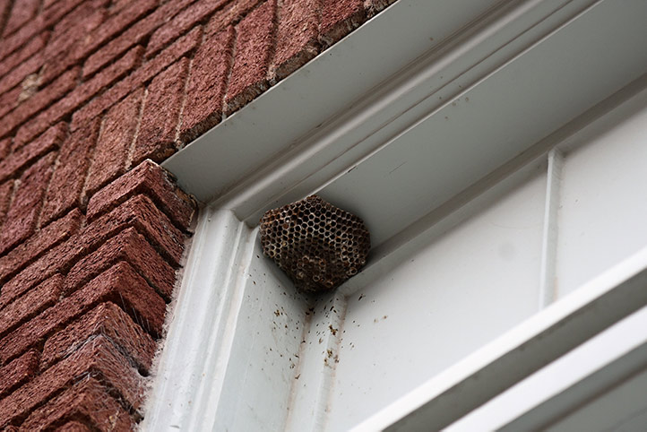 We provide a wasp nest removal service for domestic and commercial properties in Golders Green.